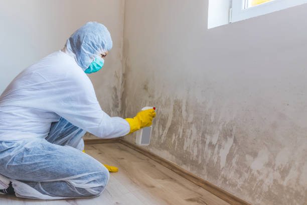 Licensed Mold Remediation service in Hillsdale, MI - WQB Mold Removal